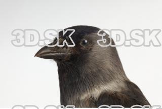 Jackdaw - Corvus monedula 0031